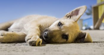 Animais em condomínio: o que é permitido?