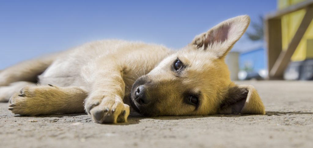 Animais em condomínio: o que é permitido?