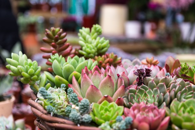 Jardim de inverno: tudo o que você precisa saber
